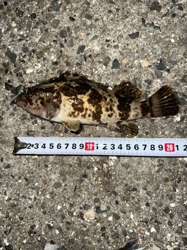 タケノコメバルの釣果