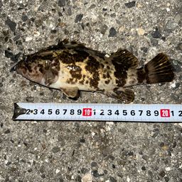 タケノコメバル