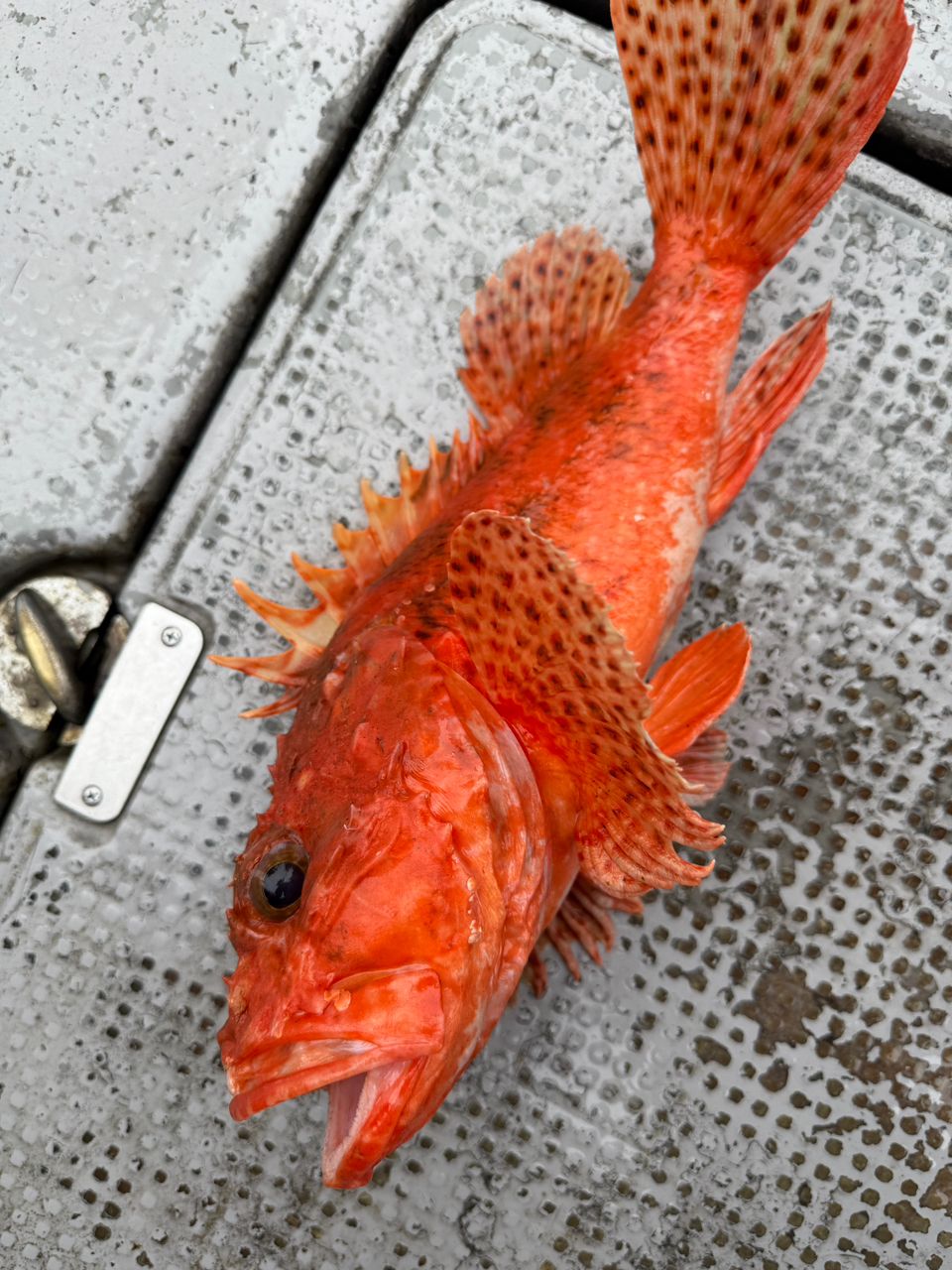 k1mrwoooonderさんの釣果 1枚目の画像