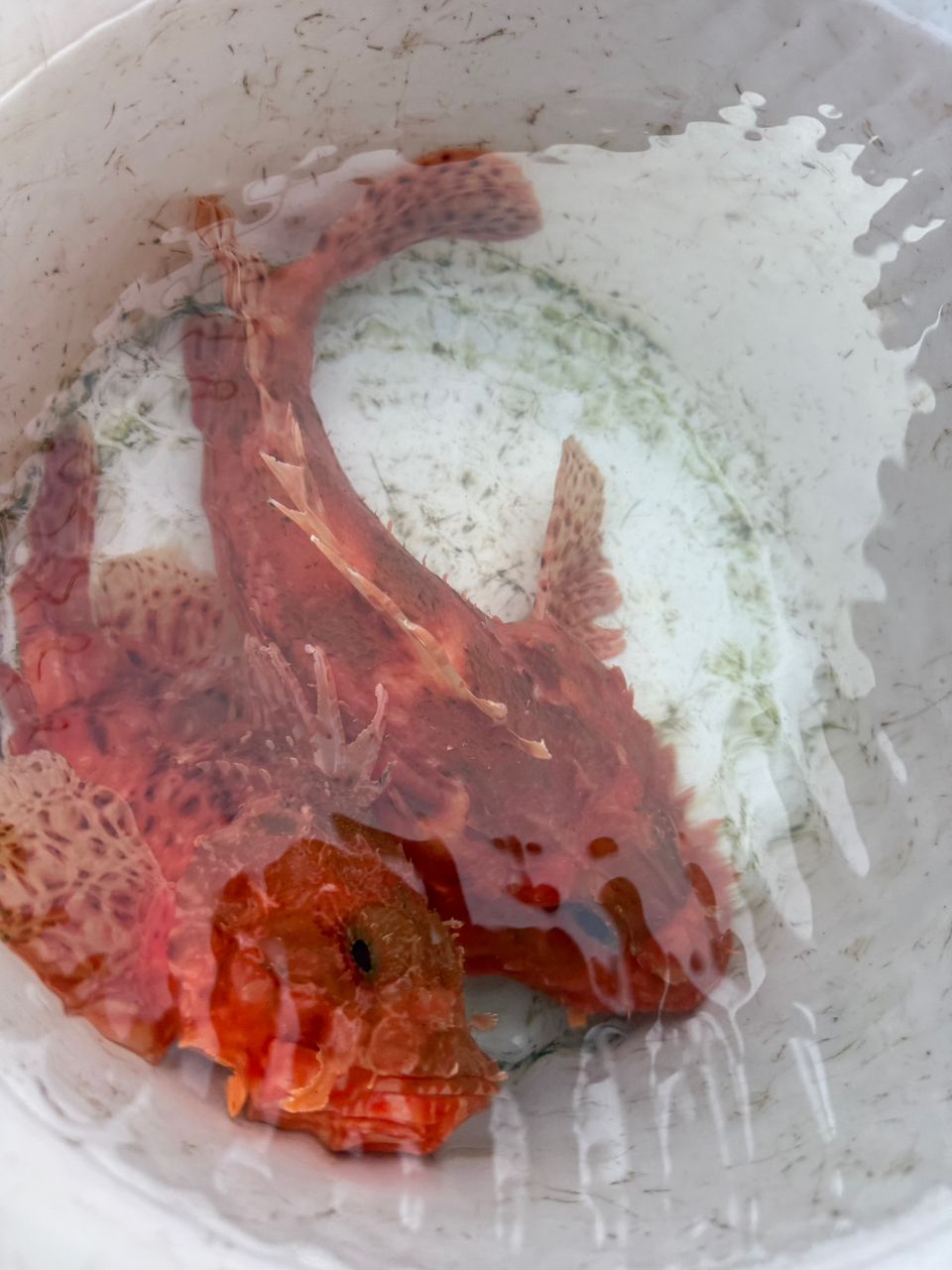 k1mrwoooonderさんの釣果 2枚目の画像