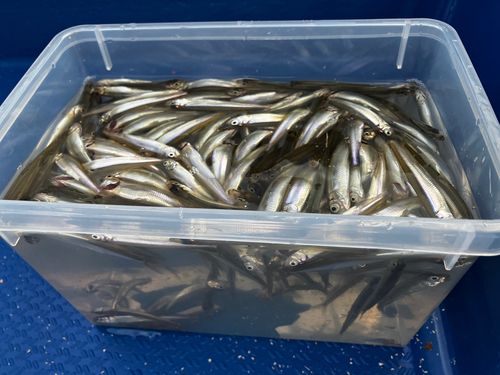 ワカサギの釣果