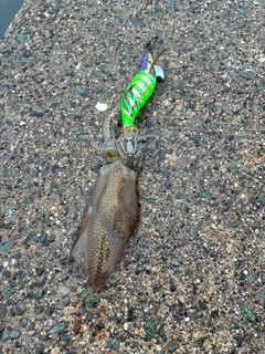 ヒイカの釣果