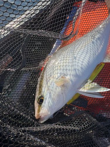 カンパチの釣果