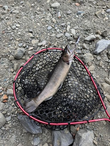 ニジマスの釣果