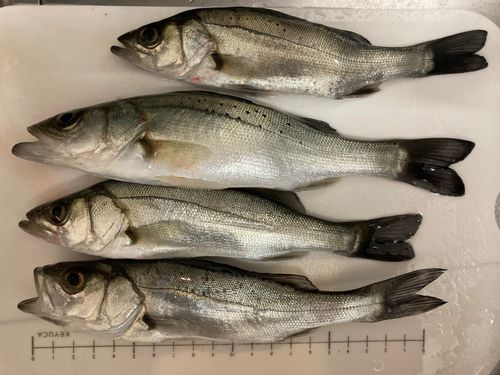 セイゴ（マルスズキ）の釣果