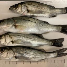 セイゴ（マルスズキ）