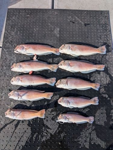 シロアマダイの釣果