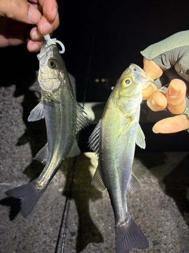 セイゴ（タイリクスズキ）の釣果