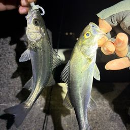 セイゴ（タイリクスズキ）