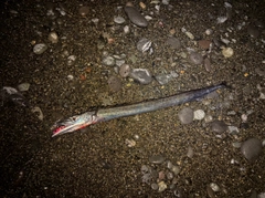 クロタチカマスの釣果