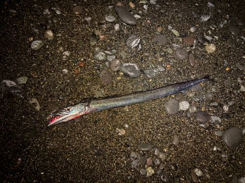 クロタチカマスの釣果