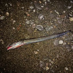 クロタチカマス