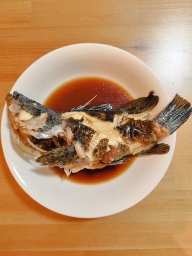 タケノコメバルの釣果