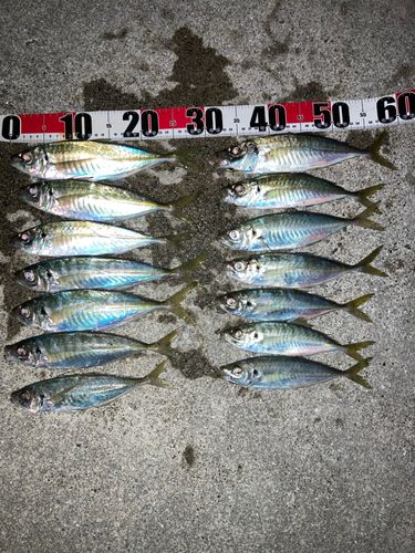 マアジの釣果
