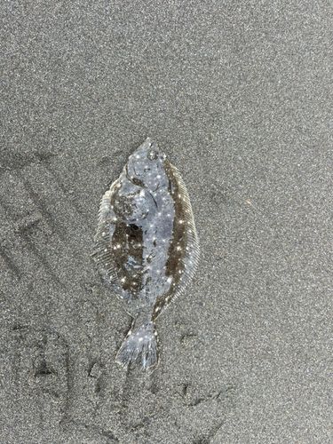 東京湾（富津〜金谷）