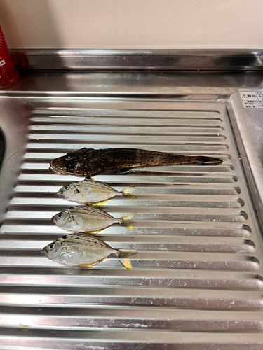 ヒイラギの釣果