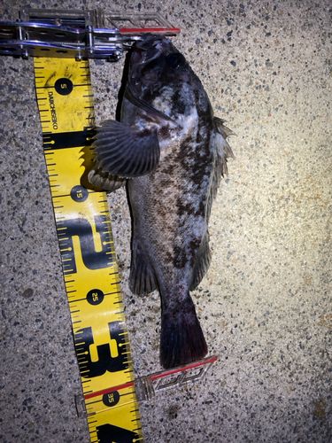 クロソイの釣果