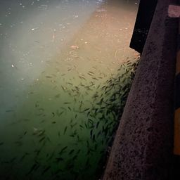 セイゴ（マルスズキ）