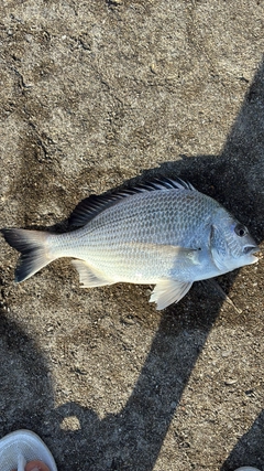オキナワキチヌの釣果