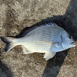 オキナワキチヌ