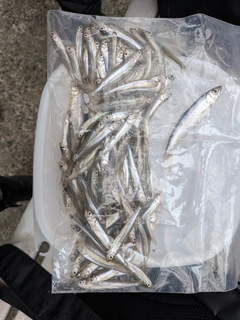 ワカサギの釣果