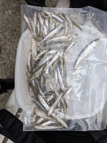 フィッシングセンターうおまん