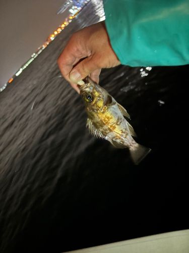メバルの釣果
