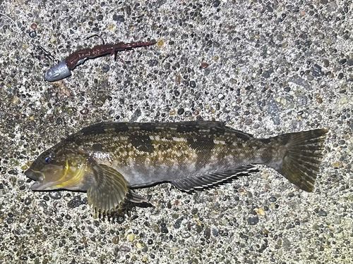 アイナメの釣果