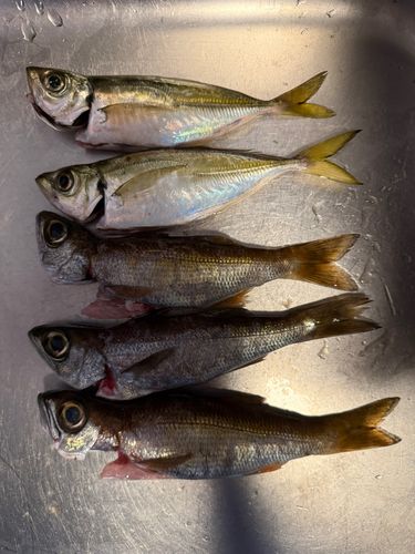 本牧海づり施設