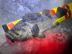 クロソイの釣果