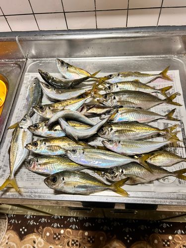 アジの釣果