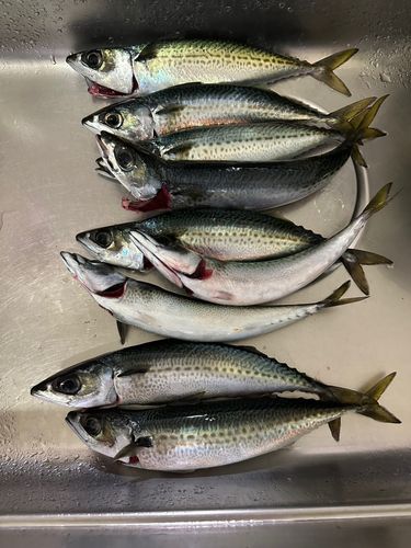 サバの釣果