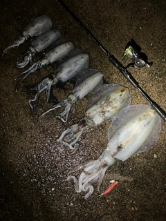 アオリイカの釣果