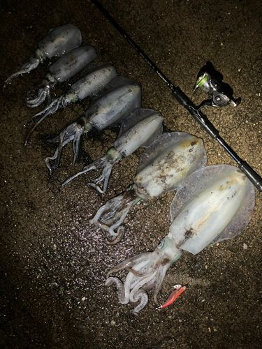 アオリイカの釣果