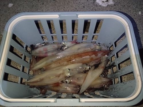 イカの釣果