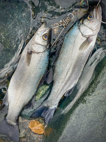 ヒラスズキの釣果