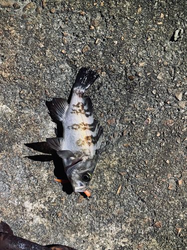 シロメバルの釣果