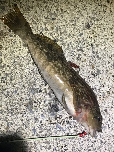 アイナメの釣果