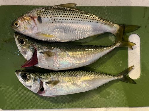 サバの釣果