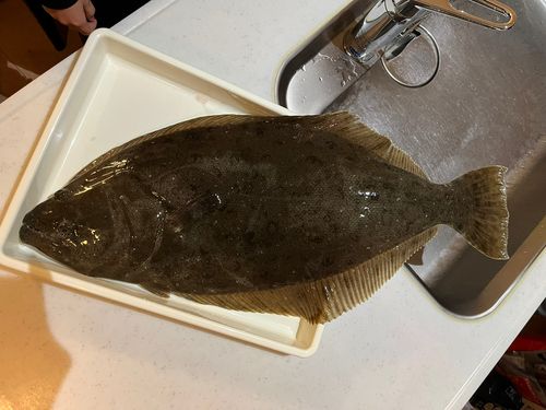 ヒラメの釣果