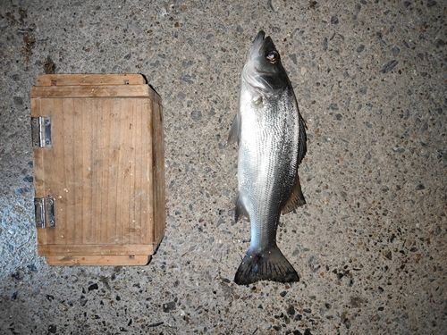 セイゴ（タイリクスズキ）の釣果