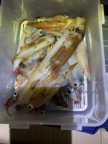ヤリイカの釣果
