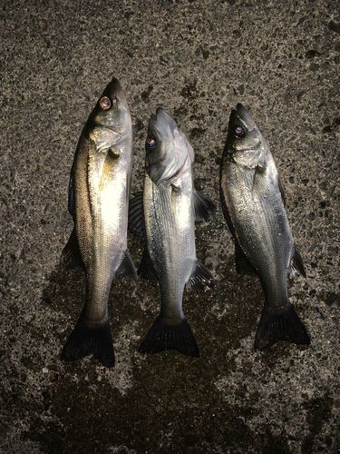 セイゴ（マルスズキ）の釣果