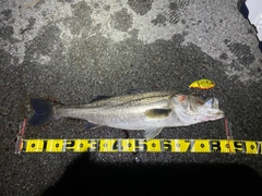 スズキの釣果