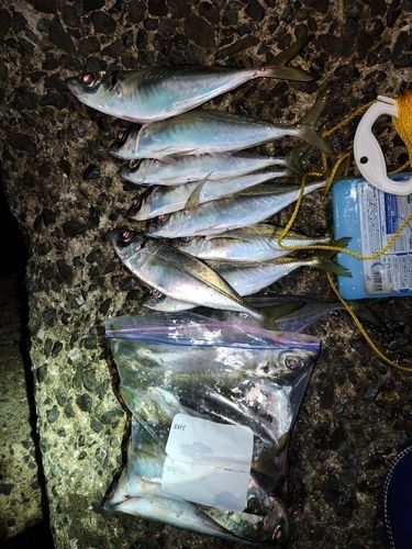 アジの釣果