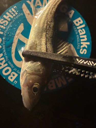 東京湾（アクアライン〜富津）