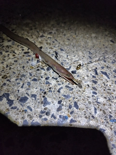 ダイナンウミヘビの釣果