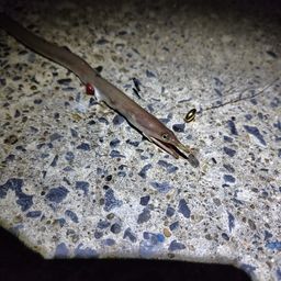 ダイナンウミヘビ