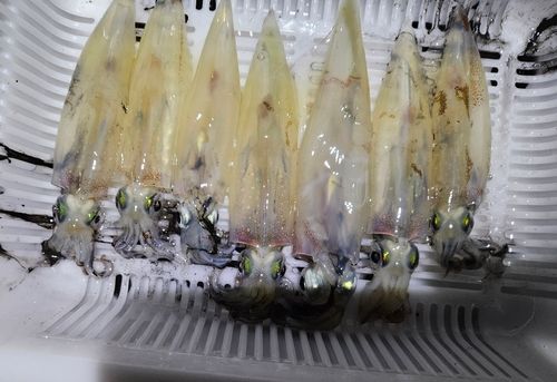 ヤリイカの釣果