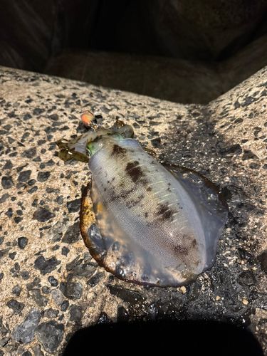 アオリイカの釣果